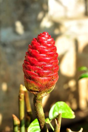 Téléchargez les photos : Zingiber zerumbet généralement appelé lempuyang gajah appartient à zingiberaceae. Cette plante a été utilisée comme médecine traditionnelle pour guérir l'entraîneur, l'asthme, les maux de tête, la diarrhée et la désentrée - en image libre de droit