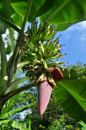 Téléchargez les photos : Les bananes encore petites ne sont pas encore mûres - en image libre de droit