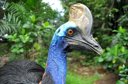 Selective focus of cassowary bird nature outdoor