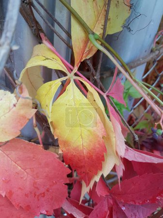 Photo for Red and yellow autumn leaves close up - Royalty Free Image