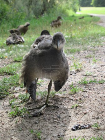 Photo for Young moorhen walking towards camera on green grass with mallards on background - Royalty Free Image