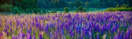 Photo for Panorama of blooming lupines on a mountain meadow in the light of the rising sun - Royalty Free Image