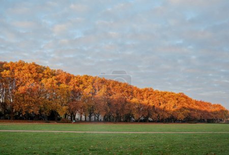 Téléchargez les photos : Belle avenue monumentale de vieux platanes par un matin ensoleillé d'automne.Szczecin, Pologne - en image libre de droit