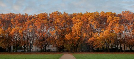 Téléchargez les photos : Belle avenue monumentale de vieux platanes par un matin ensoleillé d'automne.Szczecin, Pologne - en image libre de droit