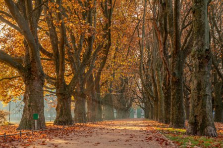 Photo for Beautiful monumental avenue of old plane trees on a sunny autumn morning.Szczecin,Poland - Royalty Free Image