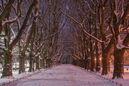 Téléchargez les photos : Ruelle des platanes dans le parc en hiver, Szczecin, Pologne. - en image libre de droit