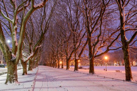 Photo for Plane trees alley in park in winter, Szczecin, Poland. - Royalty Free Image