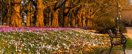 Photo for A massive carpet of colorful crocuses blooming in a row of plane trees in the beautiful morning light - Royalty Free Image