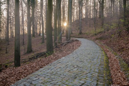 Téléchargez les photos : Sentier de randonnée pavé en forêt de montagne au lever du soleil - en image libre de droit