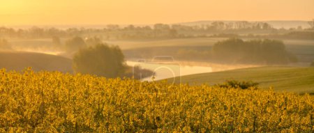 Photo for Undulating field of flowering yellow rapeseed - Royalty Free Image