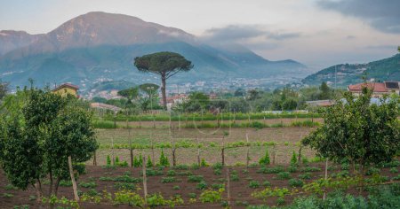 Gardens and orchards at the foot of the Vesuvius volcano in Italy