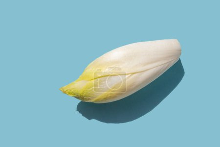 close up of Belgian endive or witloof from above isolated over light blue background