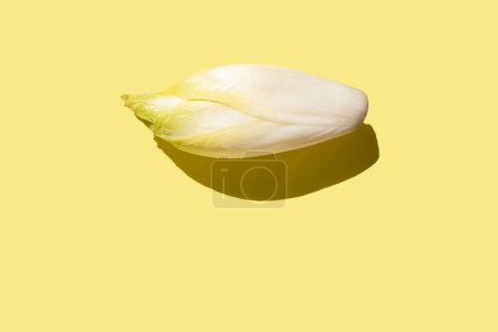 One raw endive salad root or chicory on a light yellow background, front view, representing a healthy organic meal concept