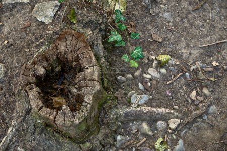 Foto de Agujero en un tronco de árbol cortado de un árbol en el bosque. Vista superior, hojas de hiedra, tierra y vegetación, piedras, naturaleza muerta - Imagen libre de derechos