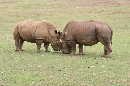 Foto de Dos rinocerontes uno frente al otro cabeza a cabeza. Hierba, detalle de cuerno, cabeza, rabia, desafío, fuerza de poder - Imagen libre de derechos