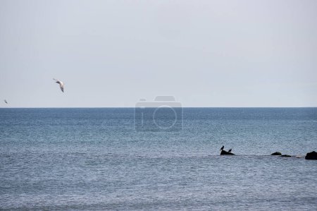 Foto de Grupo de aves sobre el mar en calma en un día azul. Grupo de aves sobre el mar en calma en un día azul, minimalista, aves sobre rocas, aves en vuelo - Imagen libre de derechos
