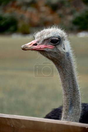 Foto de Detalle de la cara y cuello de un avestruz. Texturas, verde, ojo grande, pico, pelos, tenia - Imagen libre de derechos