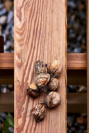 Foto de Group of in-shell walnuts stacked on wooden board.Empty space, out-of-focus background, biological dirt, brown lines, parallels - Imagen libre de derechos