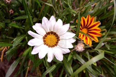 Foto de Grupo de dos flores indias, naranja y blanca. Flor india blanca y amarilla, base desenfocada. Macro fotografía, detalle de las partes de la flor. Ismelia carinata - Imagen libre de derechos