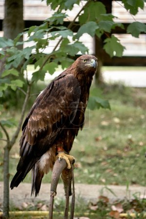 Foto de Águila dorada posada en un poste. Aquila chrysaetos. Prisionero, atado, fondo fuera de foco, descansando, - Imagen libre de derechos