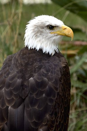 Photo for A bald eagle perched on a ring. Haliaeetus leucocephalus.Background blurred, texture, rear view, profile, eye, beak - Royalty Free Image