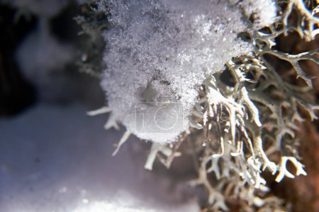 Foto de Detalle de hielo sobre tronco de madera con hierba. fondo fuera de foco,, macrofotografía, líneas, detalles, cristales, sol, luz - Imagen libre de derechos