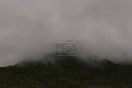 Foto de Una foto cautivadora captura un bosque de pinos en una colina, envuelto en espesa niebla que cubre más de la mitad de la extensión de la colina, creando una encantadora vista frontal. - Imagen libre de derechos