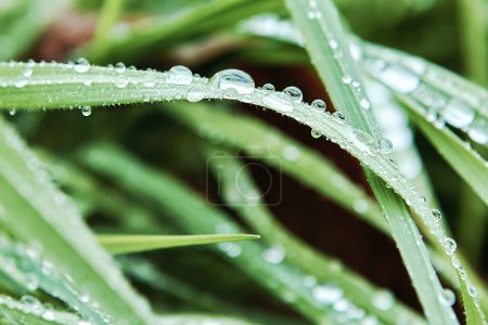 Foto de Unas gotas de agua de lluvia en hojas delgadas. Fotografía macro, fondo desenfocado, vista frontal - Imagen libre de derechos