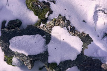Foto de Un trozo de madera cortado rodeado de nieve. Vacío, vista frontal, frío, invierno, blanco,, sol y sombras - Imagen libre de derechos