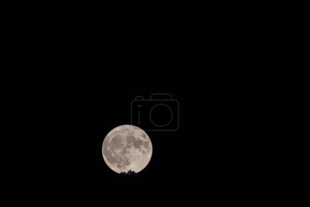 Sinfonía a la luz de la luna: Encantadora luna llena en medio de árboles susurrantes En una armoniosa sinfonía de luz de la luna, la luna llena asciende graciosamente en medio de los árboles susurrantes, creando un encantador cuadro nocturno.