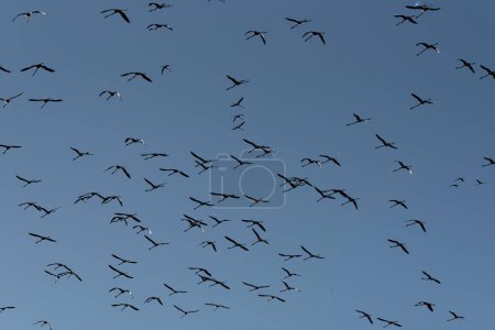 Azure Symphony: Majestic Flamingo Flight.Betrachten Sie den atemberaubenden Anblick einer großen Schar von Flamingos, die anmutig durch den azurblauen Himmel schweben, deren elegante Silhouetten ein bezauberndes Bild zeichnen