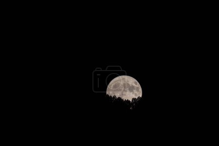 Foto de Moonlit Grove: Luna llena en medio de árboles encantados.Dentro de la arboleda mística, la luna llena asciende por encima del horizonte, proyectando una luz etérea en medio de los árboles encantados, creando una escena de maravilla serena. - Imagen libre de derechos