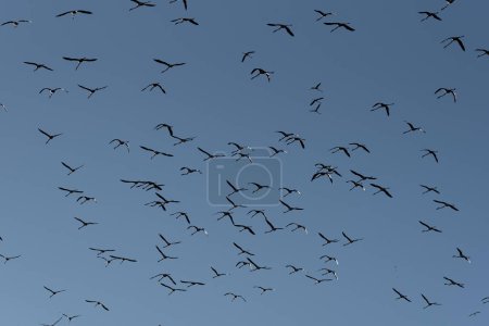 Photo for Celestial Ballet: Flamingo Flock in Azure Embrace.In a celestial ballet, flamingos grace the azure sky with elegance, their silhouettes painting an ethereal scene of avian beauty amidst the boundless expanse, captivating observers with a tranquil spe - Royalty Free Image