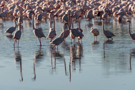 Albufera Reflections: Flamingo-Ensemble inmitten der Gewässer Valencias. Eine malerische Szene entfaltet sich, als eine Gruppe von Flamingos das spiegelnde Wasser von Valencias Albufera schmückt und ein fesselndes Schauspiel schafft