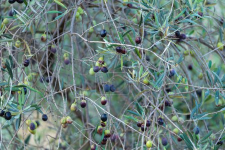 Foto de Deléitese con la abundancia de una abundante cosecha de aceitunas como un racimo de aceitunas adorna las vibrantes ramas verdes de un olivo, mostrando la riqueza de la agricultura mediterránea y culinaria - Imagen libre de derechos