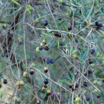 Revel in the abundance of a bountiful olive harvest as a cluster of olives adorns the vibrant green branches of an olive tree, showcasing the richness of Mediterranean agriculture and culinary