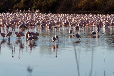 Grazing flamingos cast ethereal reflections, AI-Enhanced Flamingo Flock, Wildlife Serenity: Flamingos Dining with Elegance, Reflective Beauty: Flamingos in Aquatic Feast,