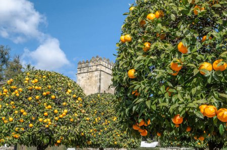 Photo for The Alcazar de los Reyes Cristianos, a fortress in Cordoba, Andalusia, Spain, seen from the gardens, with orange trees in the foreground - Royalty Free Image