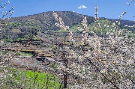 Photo for Landscape in spring with cherry blossoms in the Jerte Valley, Extremadura, Spain - Royalty Free Image