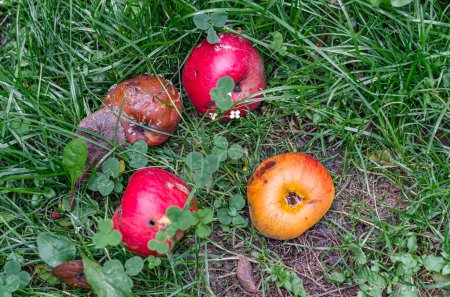 Photo for Apples fallen from the tree, rotting on the ground - Royalty Free Image