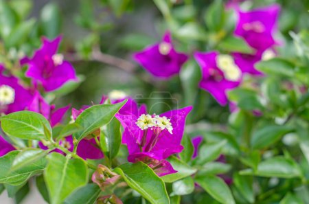 Detalle de flores de Bougainvillea rosa