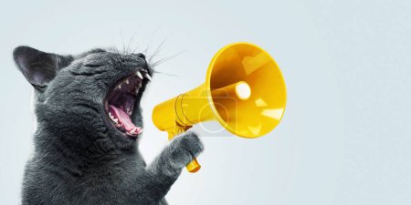 Lustige graue Katze schreit mit einem gelben Lautsprecher auf blauem Hintergrund, kreative Idee. Lustiges Kätzchen spricht in ein Megafon. Management und Werbung, Konzept