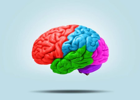 Kreatives Gehirn mit farbigen Lappen auf blauem Hintergrund. Kreative Idee. Denken und Teile des Gehirns. Anders denken, Konzept
