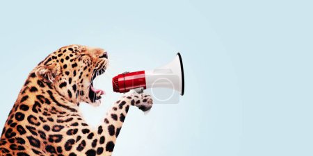 Leopard holding a loudspeaker and screaming, creative idea. Successful attracting attention and traffic, concept. Business and manage. Boss wild animal