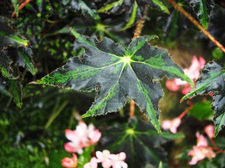 Téléchargez les photos : Bégonia plantes feuillage bueatyfull texture nature - en image libre de droit