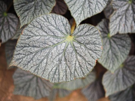 Téléchargez les photos : Bégonia plantes feuillage bueatyfull texture nature - en image libre de droit