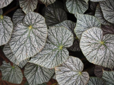 Photo for Begonia plants leafe bueatyfull texture nature - Royalty Free Image