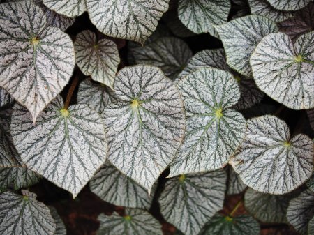 Photo for Begonia plants leafe bueatyfull texture nature - Royalty Free Image