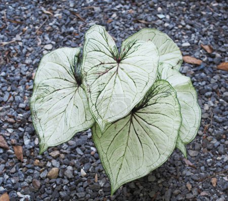 Foto de Caladium bicolor een of leafe plants house and garden decorate - Imagen libre de derechos