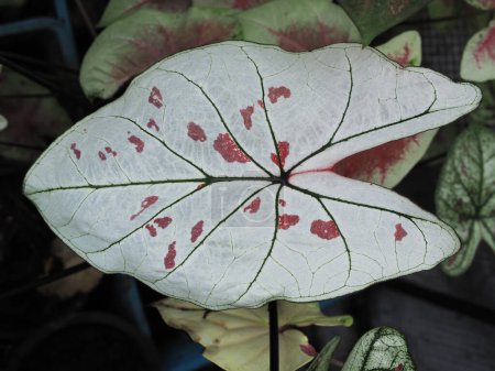 Foto de Caladium bicolor een of leafe plants house and garden decorate - Imagen libre de derechos